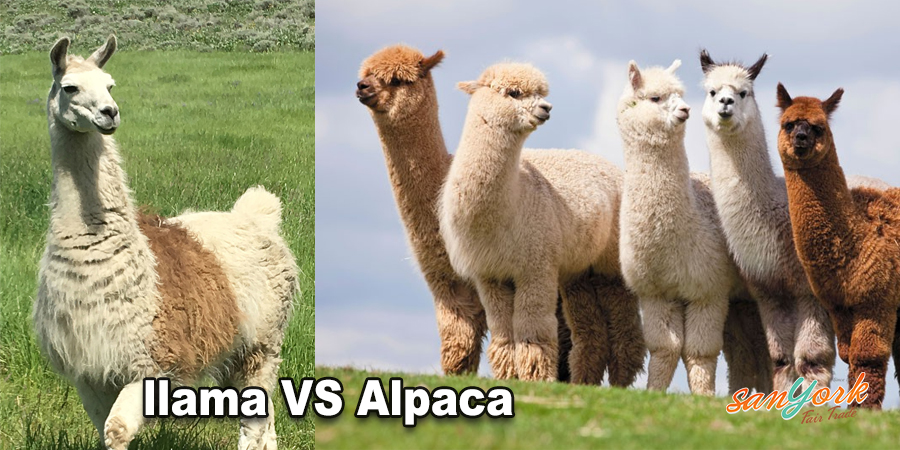 Alpacas And Llamas Differences